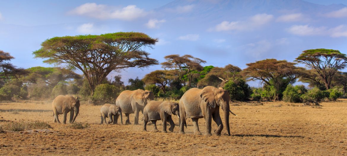 Un viaggio in Zambia